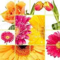 Frühlingsblumen Collage