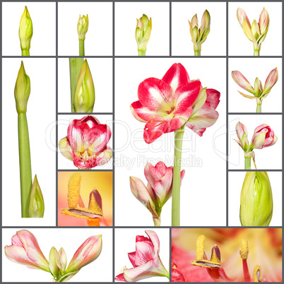 Wachstumsphasen einer Amaryllis Pflanze - Collage