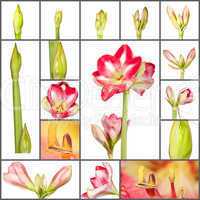Wachstumsphasen einer Amaryllis Pflanze - Collage