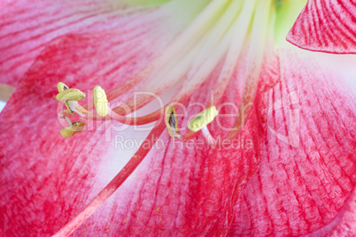 Amaryllis Nahaufnahme des Blütenkelchs