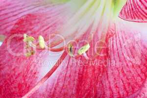 Amaryllis Nahaufnahme des Blütenkelchs