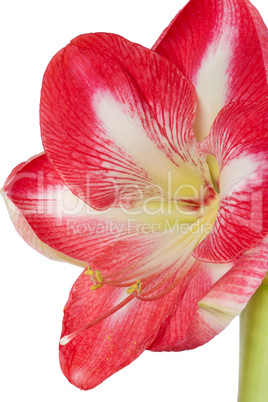 Amaryllis Großaufnahme einer Blüte vor weißem Hintergrund