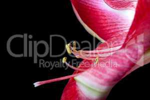 Amaryllis Blütenstempel vor schwarzem Hintergrund