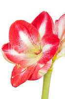 Amaryllis Großaufnahme einer Blüte vor weißem Hintergrund