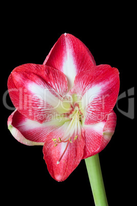 Amaryllis Blüte vor schwarzem Hintergrund