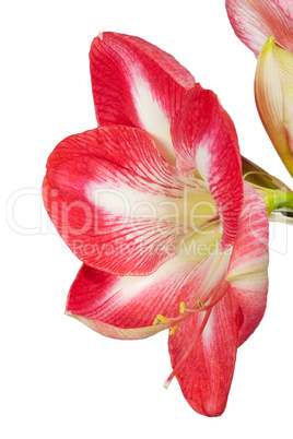 Amaryllis Großaufnahme einer Blüte vor weißem Hintergrund