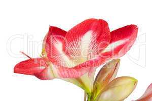 Amaryllis Großaufnahme einer Blüte vor weißem Hintergrund