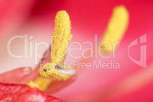 Amaryllis Blütenstempel 2-fache Makroaufnahme