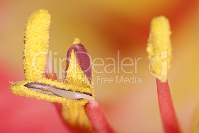 Amaryllis Blütenstempel 2-fache Makroaufnahme