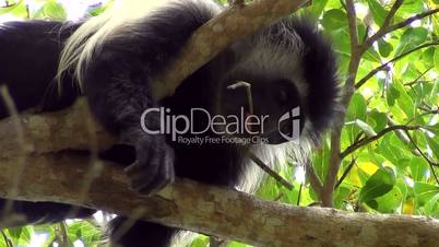 Colobus-Affe