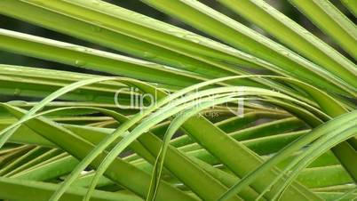 Palmfarn (Cycadales)