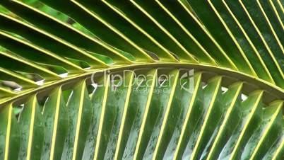 Palmfarn (Cycadales)