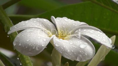 Pagodenbaum-Blüte