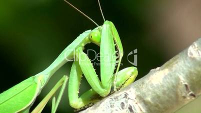 Gottesanbeterin (Mantis religiosa)