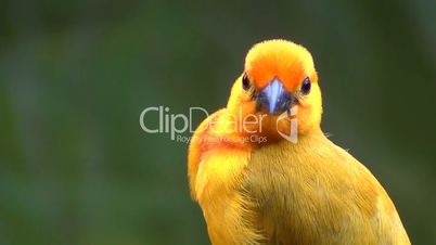 Palmenweber (Ploceus bojeri)