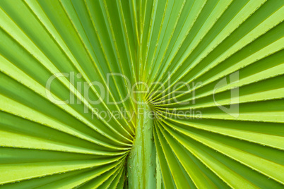 Palm tree leaf background