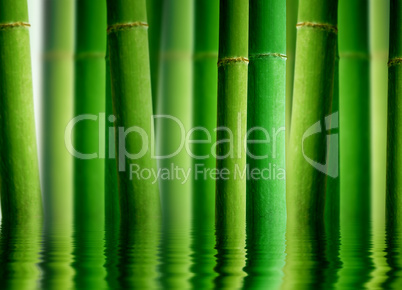 Bamboo Forest with Water reflection