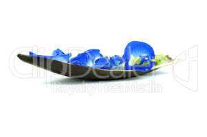 Blue Flower Boat