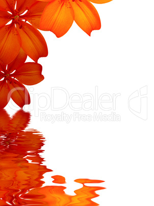 Flowers background reflecting in water