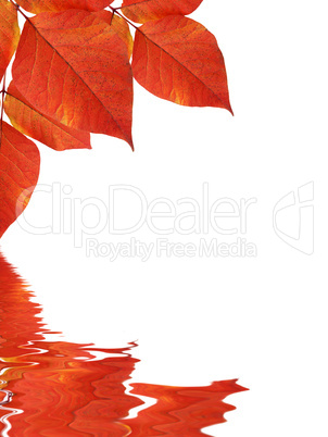 Leaves background reflecting in water