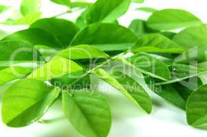 Green Leaf Background