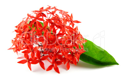 Red Flowers with Green Leaf