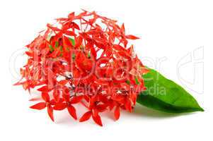 Red Flowers with Green Leaf