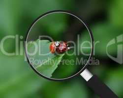 Magnifying Glass - Ladybugs