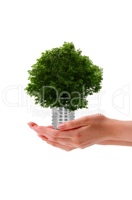 Hand holding a tree