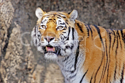 sibiriescher tiger