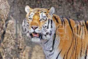 sibiriescher tiger