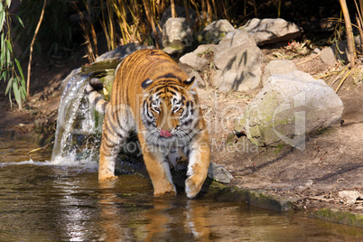 sibirischer tiger