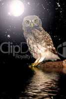 Owl at water