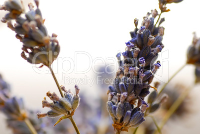 Lavender sprigs