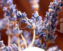 Lavender sprigs