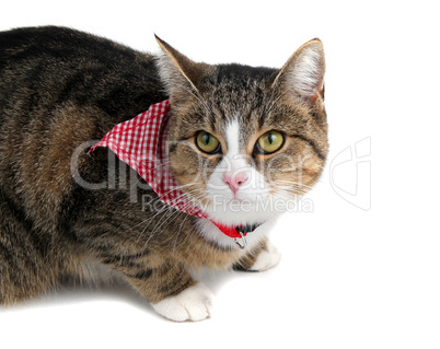 sweet cat with bandana