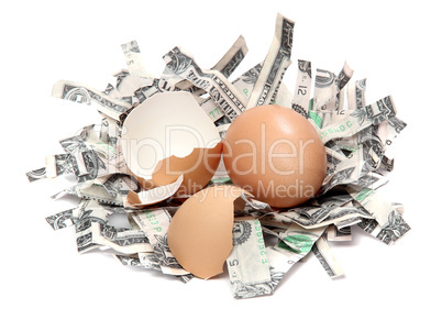 nest made of shredded dollar bank notes and broken eggshell