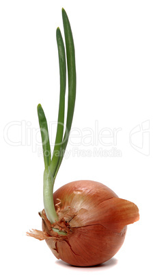 growing onion