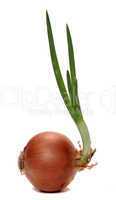fresh growing onion