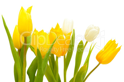 Tulips Tulips
