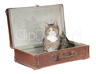 little cat sitting in old suitcase