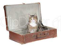 little cat sitting in old suitcase