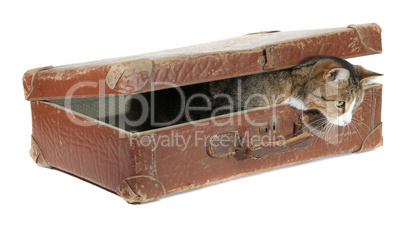 hungry pet in old brown suitcase