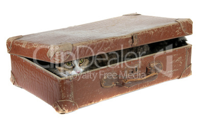 cute cat covered in old suitcase