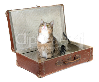 fascinated little cat in old suitcase