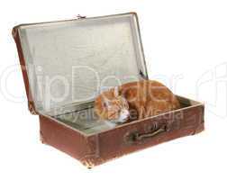 cute tomcat in old brown suitcase