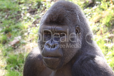 african western lowlands gorilla