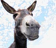 funny Donkey