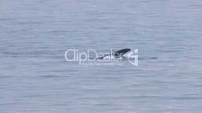 Endangered right whale off coast of Cape Cod