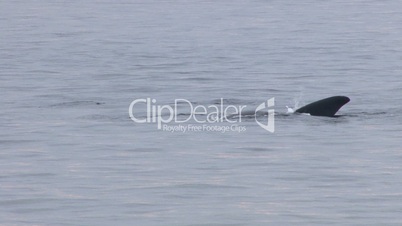 Endangered right whale off coast of Cape Cod; 2